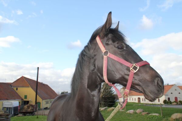 Billede