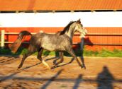 Billede