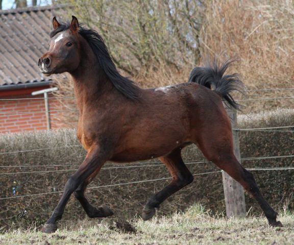 Billede
