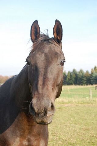 Billede