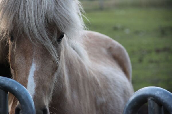 Billede