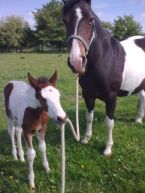 Billede
