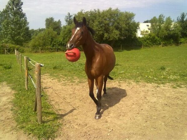 Billede