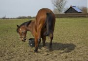 Billede