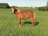 Billede