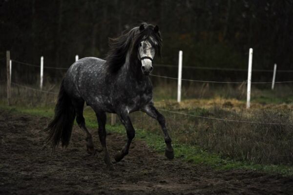 Billede