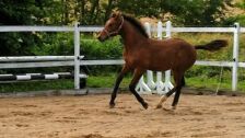 Billede