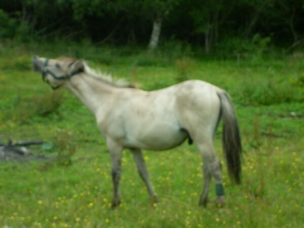 Billede
