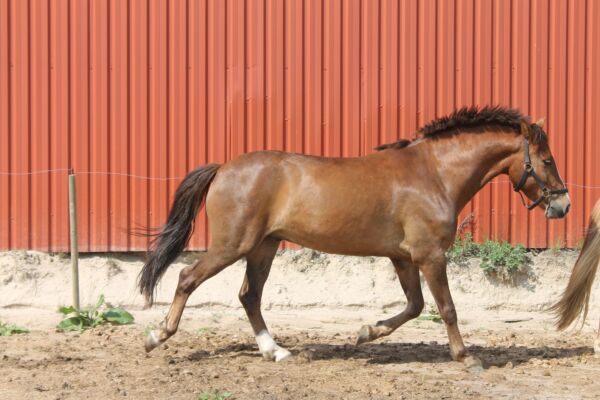 Billede