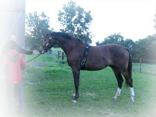 Billede