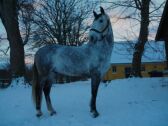 Billede