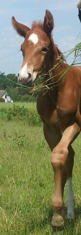 Billede