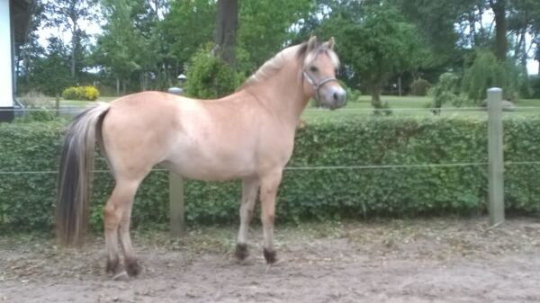 Billede