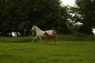 Billede