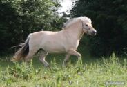Billede