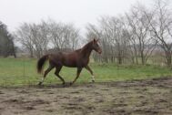 Billede