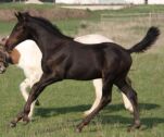 Billede