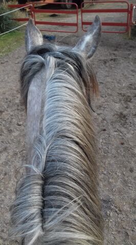 Billede