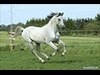 Billede