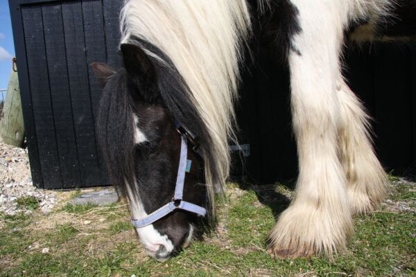 Billede
