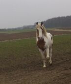 Billede
