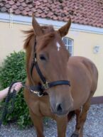 Billede