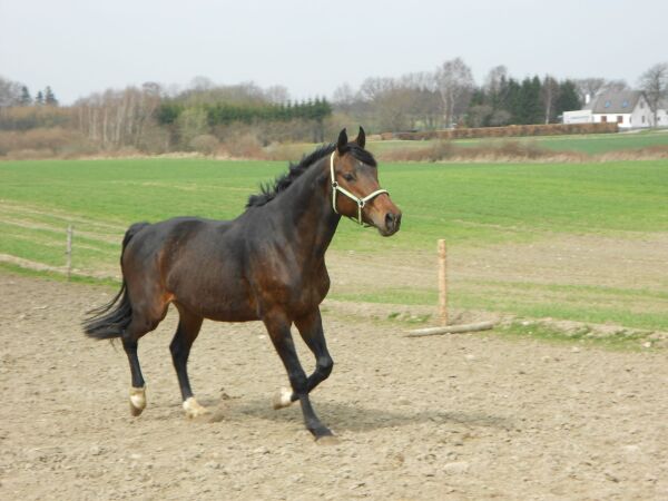 Billede