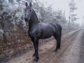 Billede