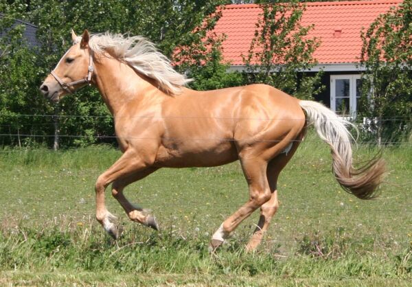 Billede