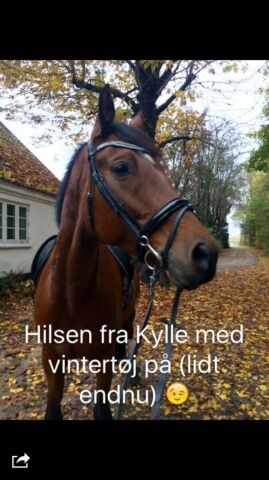 Billede