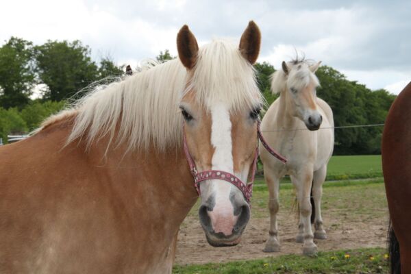 Billede