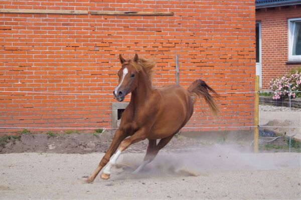 Billede