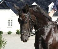 Billede