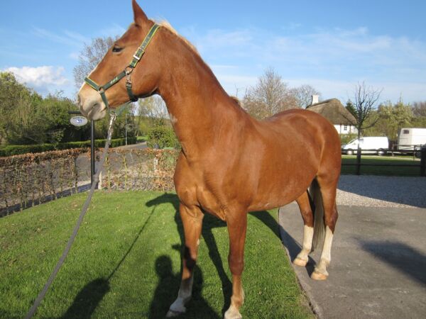 Billede