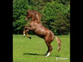 Billede