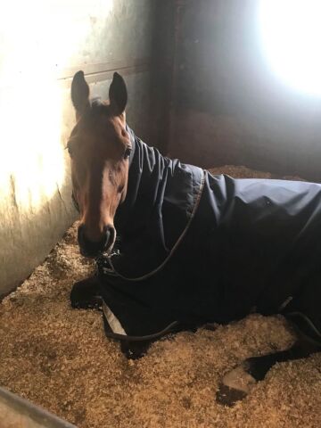 Billede