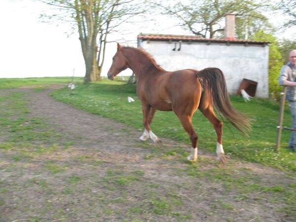 Billede
