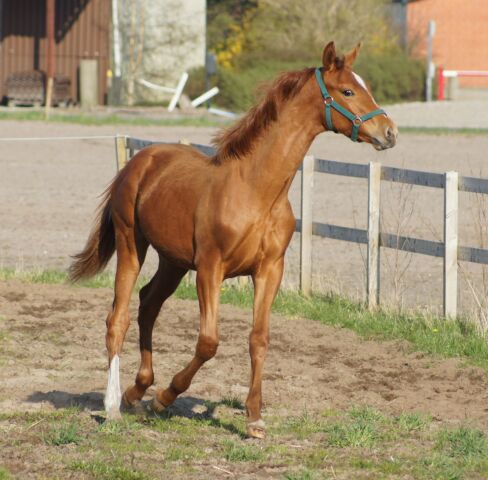 Billede