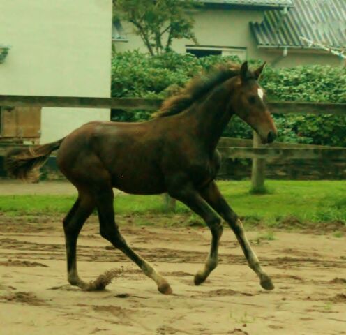 Billede