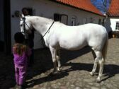 Billede