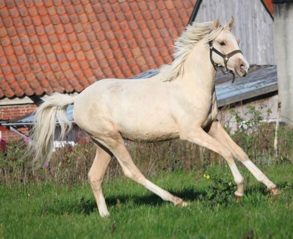 Billede