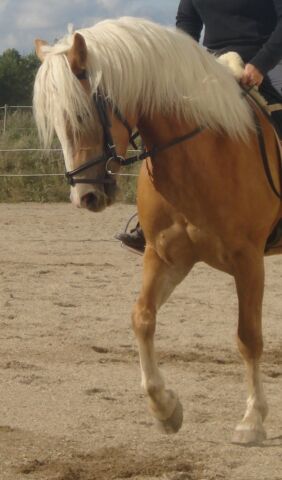 Billede
