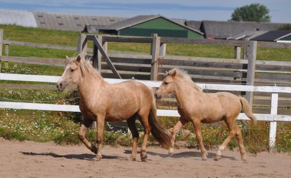 Billede