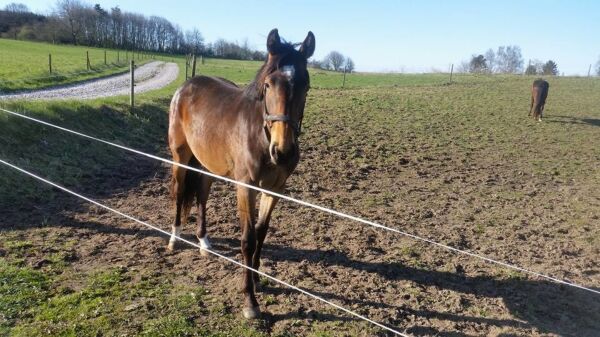 Billede