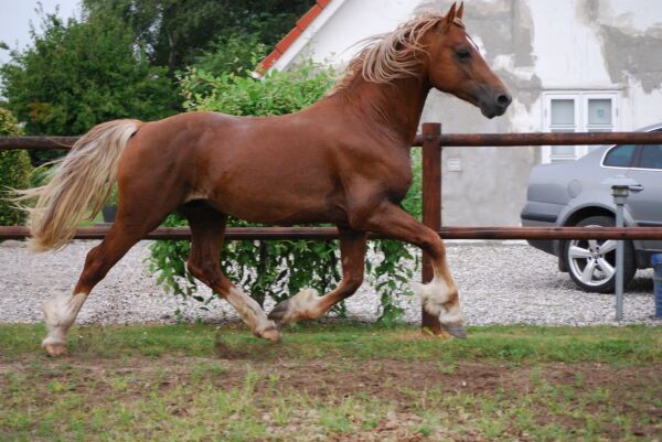 Billede