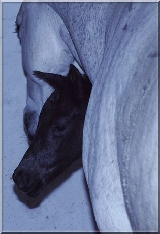 Billede
