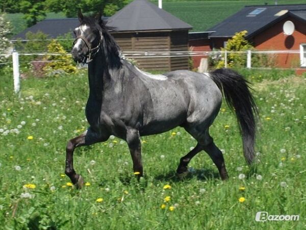Billede