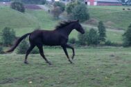 Billede