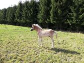 Billede