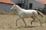 Billede